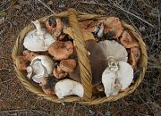 Jornada de la seta y Halloween 2010