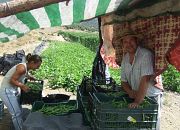 La Jornada de la Habichuela de Mecina Bombaron